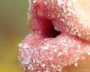 Сахарные розовые губы