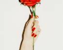 Красная роза в руке с красным лаком на ногтях