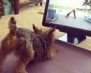 Пёсик смотрит фитнес на экране