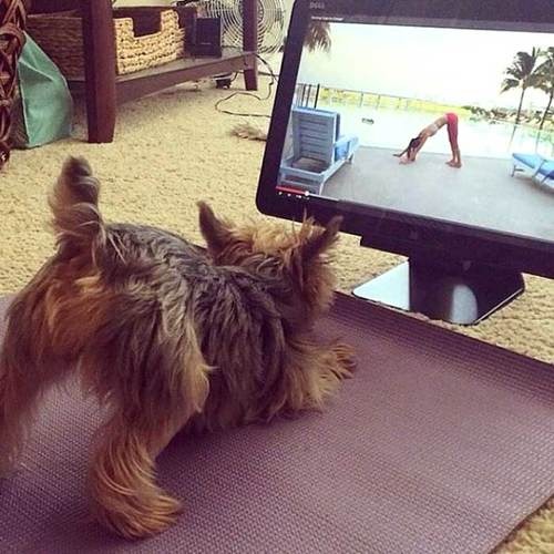 Пёсик смотрит фитнес на экране