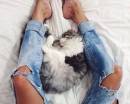 Рваные джинсы и спящая кошка у ног