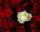 Белая роза среди красных роз в букете
