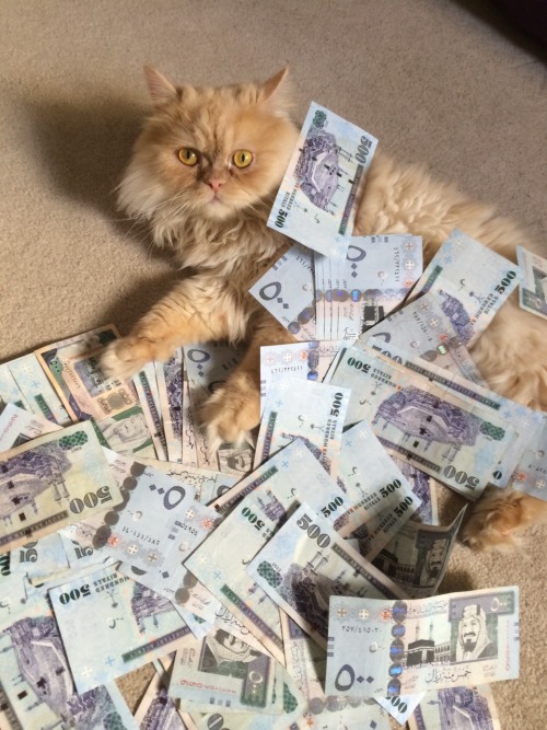 Рыжий кот и деньги