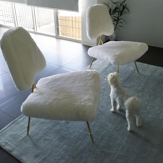 Два белых меховых стула и белая собака