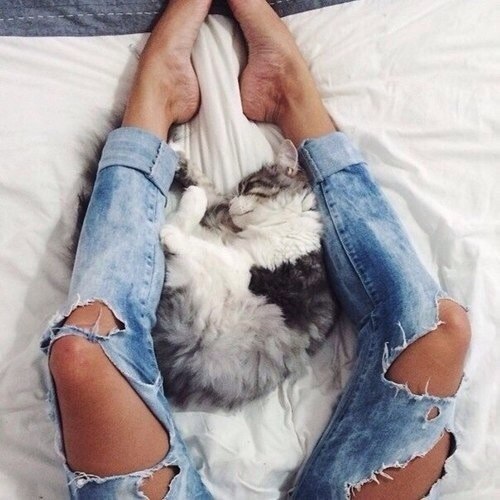 Рваные джинсы и спящая кошка у ног