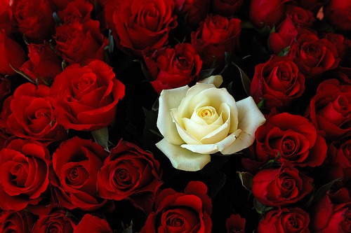 Белая роза среди красных роз в букете