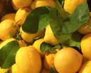 лимоны, цитрусы, фрукты, фото