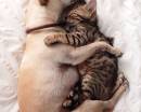 Пёс и котёнок, спящие в обнимку