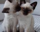 Два сиамских котёнка