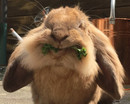 Смешной кролик с цветной капустой в зубах