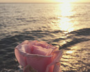 Розовая роза на фоне моря и заката