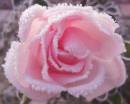 Розовая роза с инеем на кончиках лепестков