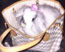 Кролик в сумке