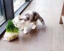 Котёнок ест "кошачью травку"