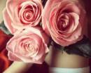 Три большие розовые розы в руке