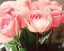 Букет из красивых розовых роз