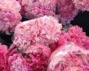 букеты розовых пионов