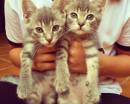 Котята близнецы в руках девушки