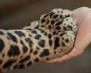 Лапа малыша леопарда в руке девушки