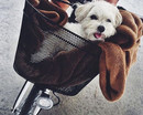 Девушка на велосипеде с собачкой в корзинке