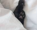 Черные лапки кота из-за белого одеяла