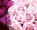 Светло-розовые и темно-розовые розы