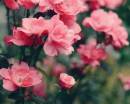 Кусты розовых цветов
