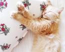 Спящая рыжая кошка на подушке в цветочек
