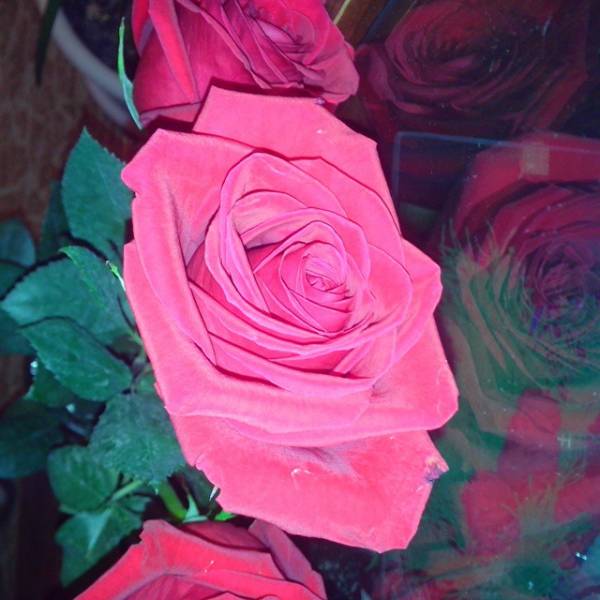 Красивые розовые розы