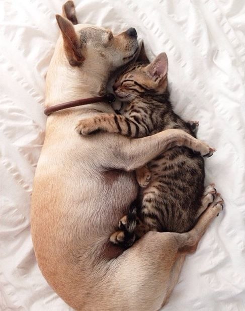 Пёс и котёнок, спящие в обнимку