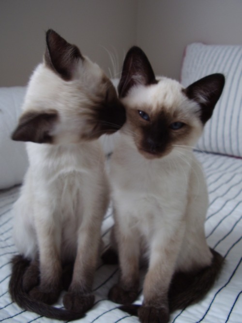 Два сиамских котёнка