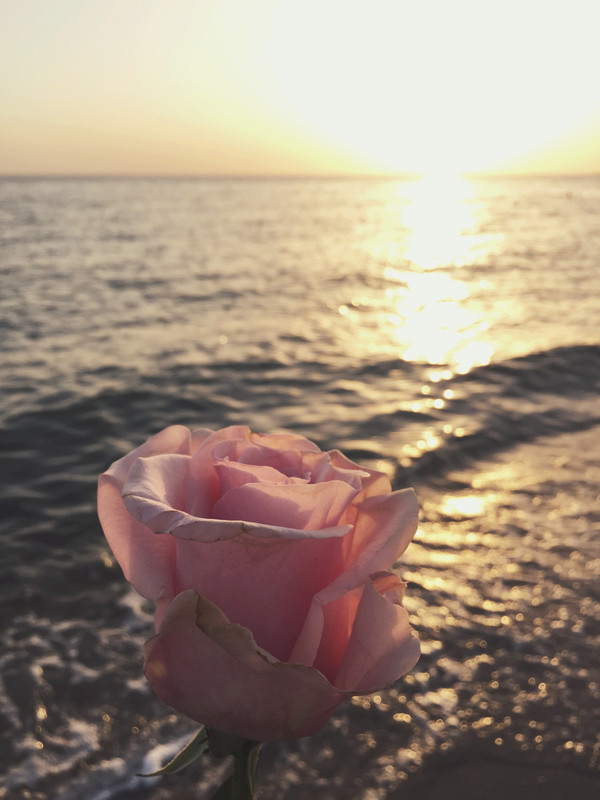 розы, цветы, море