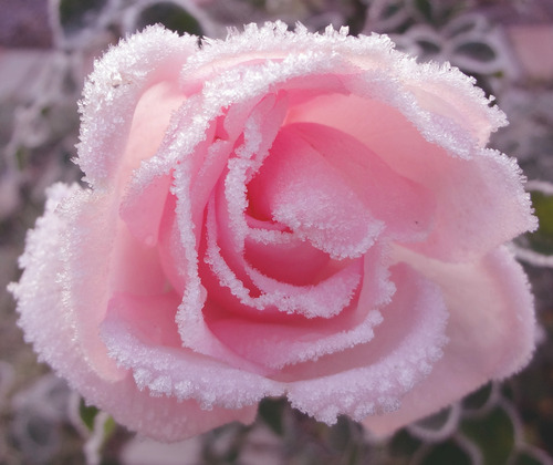 Розовая роза с инеем на кончиках лепестков