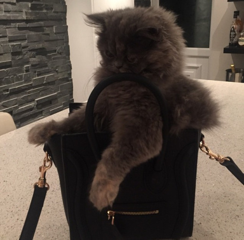 Котёнок с сумочкой