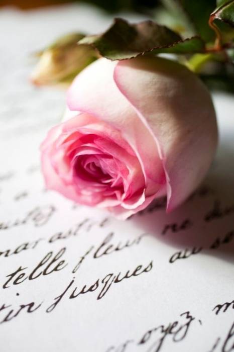 Розовая роза на письме