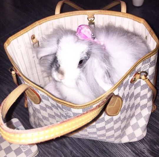 Кролик в сумке