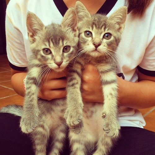 Котята близнецы в руках девушки