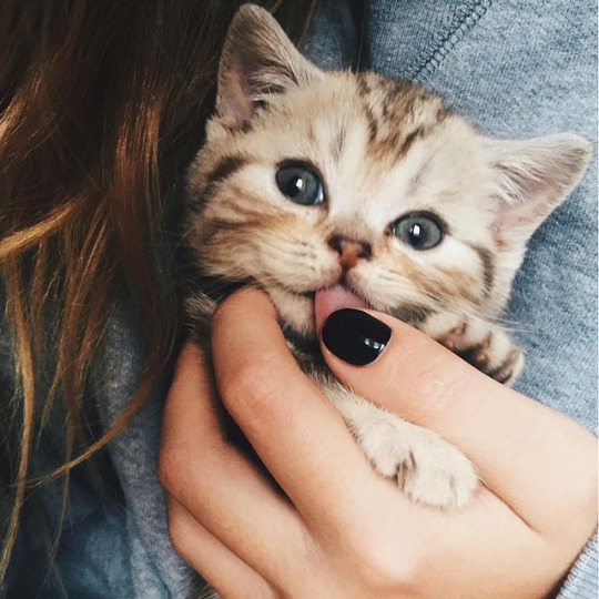 Милый котёнок у девушки на руках