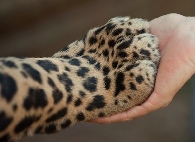 Лапа малыша леопарда в руке девушки
