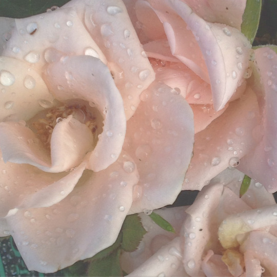 Розовые розы в каплях воды
