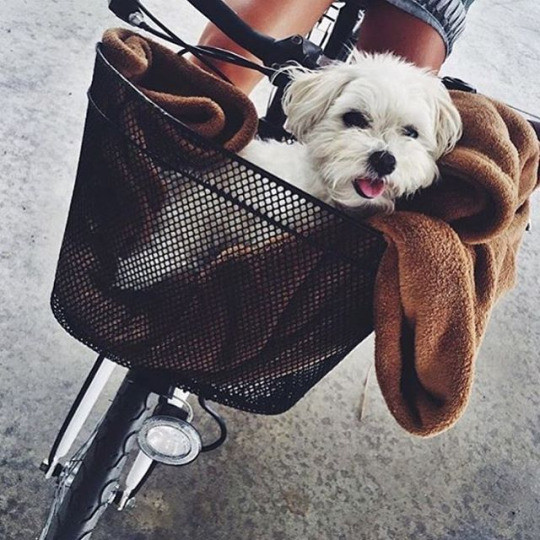 Девушка на велосипеде с собачкой в корзинке