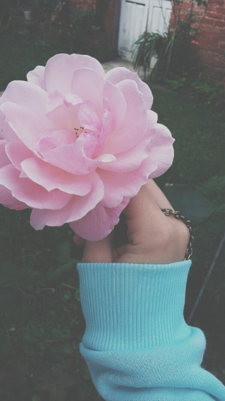 Розовый цветок в руке девушки в голубом свитшоте