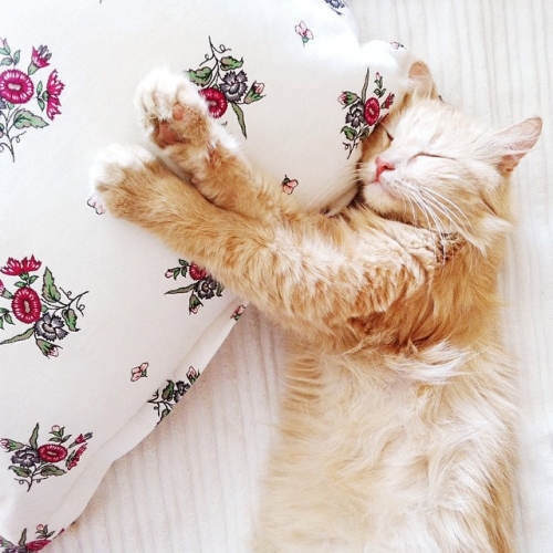 Спящая рыжая кошка на подушке в цветочек