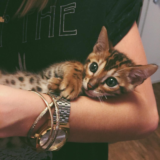 Котёнок на руках девушки
