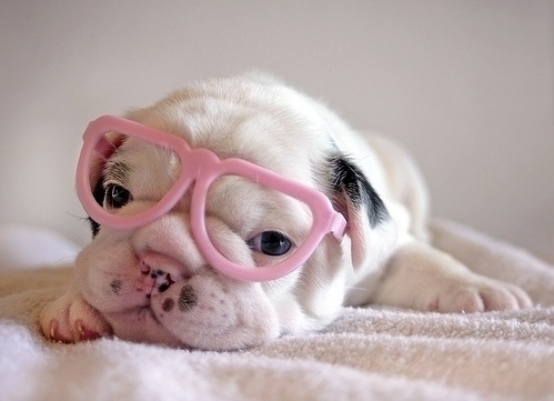Собачка в розовых очках