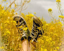 Ноги в кедах на поле из желтых цветов