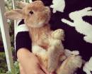 Девушка в свитшоте с кроликами держит кролика