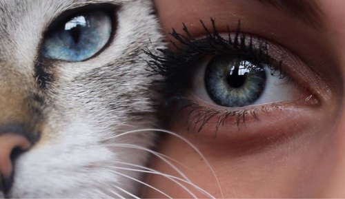 Девушка и кошка с голубыми глазами